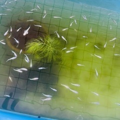 メダカ1匹  100円の画像