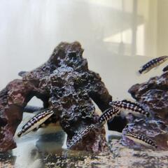 [熱帯魚] ジュリドロ　マルリエリ （５尾セット＋１尾)