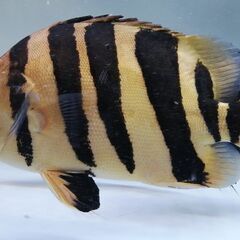 34cmダトニオ カプアスタイガーです！