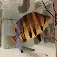 34cmダトニオ カプアスタイガーです！の画像