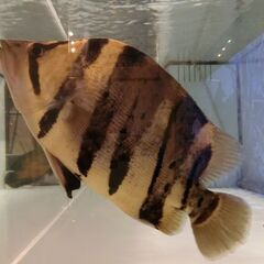 34cmダトニオ カプアスタイガーです！の画像