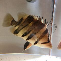 34cmダトニオ カプアスタイガーです！の画像