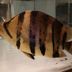 34cmダトニオ カプアスタイガーです！の画像