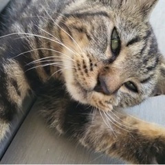 メス猫里親募集！