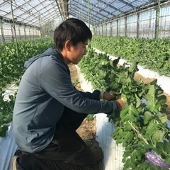 スナップエンドウの収穫作業の画像