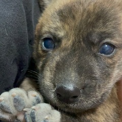 琉球犬MIX（問い合わせ多数で一旦募集止めます） - 犬