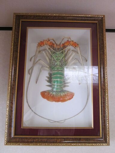 五色エビ剥製(ケース入り)