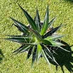アガベ フィリフェラ 乱雪 葉に白い落書きが現れる 多肉　塊根植物