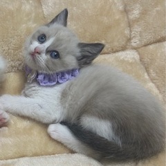 生後１ヶ月シャム女の子 ムーンちゃん🌙トライアル決定済