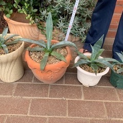 アガベ　アメリカーナAgave（流行りのドライガーデンに）