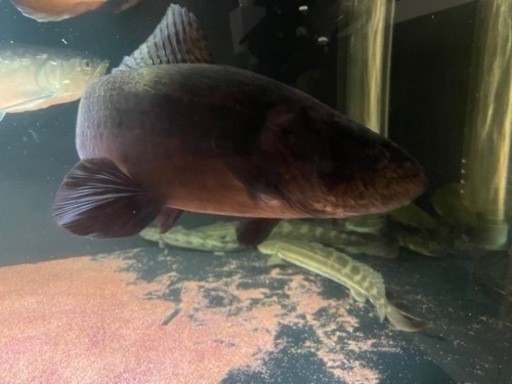 ブラックタライロン　アタバポ産