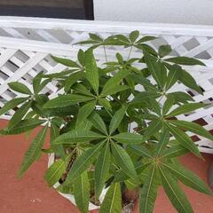 パキラ ＆木 (２点)ありがとうございました(*^^*)