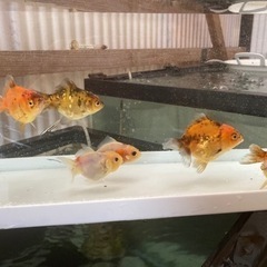 獅子頭流金　ローズテールオランダ　らんちゅう