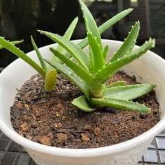 アロエベラの画像