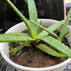 アロエベラ