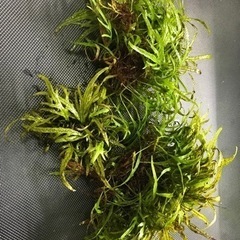 ミクロソリウム　トライデント　水草