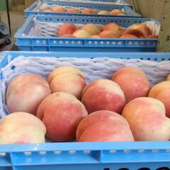 秋のわけあり桃1kg300円【特別栽培】福島市