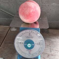 秋のわけあり桃1kg300円【特別栽培】福島市の画像