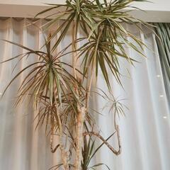 「お得」室内観葉植物 葉っぱがおしゃれなドラセナ