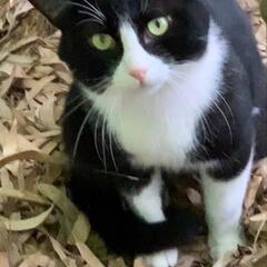 野良猫ハチワレ代理投稿