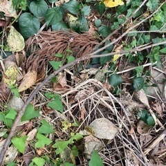 薪　小枝と杉の葉付きの画像