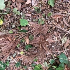 薪　小枝と杉の葉付きの画像