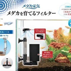 メダカ用スポンジフィルター　 GEX メダカ元気 メダカを育てるフィルター  　綺麗です　Aの画像