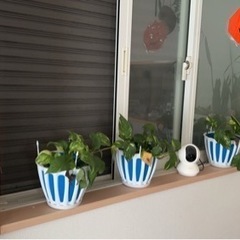 家迄取りに来て下さる方の画像