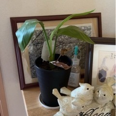 家迄取りに来て下さる方の画像