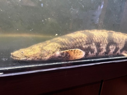 ワイルドエンドリケリー　熱帯魚
