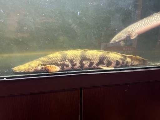 ワイルドエンドリケリー　熱帯魚