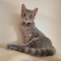 グレートラ猫 里親さま決定しました