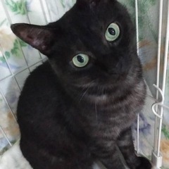 ブラックスモーク♀ラーちゃん【正式譲渡済み】