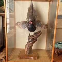 雉の剥製