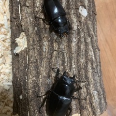 ギラファノコギリクワガタ　メス2匹