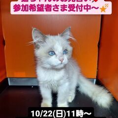 10/22(日)譲渡会。7月生ラグドール(⋈◍＞◡＜◍)。✧♡の画像