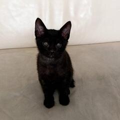 里親さんが決まりました(=^ェ^=)