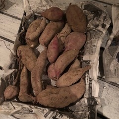 [取引先決まりました]無農薬　さつまいも　ワンコイン　202310143の画像