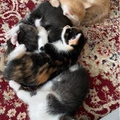 子猫ちゃん