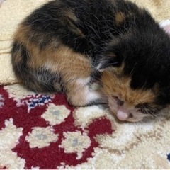 子猫ちゃん - つくば市