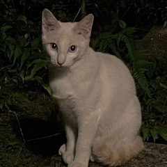 【募集を停止します】シャム茶トラmiX  オス