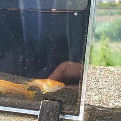 現品オレンジ系メダカ20匹の画像