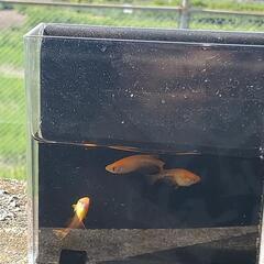 現品オレンジ系メダカ20匹の画像