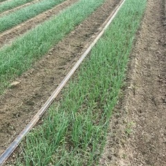 畑の草取り　玉ねぎ出荷作業