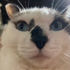 ボラちゃん