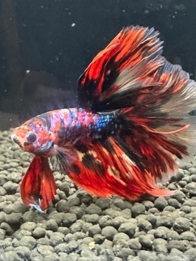 ベタ　ハーフムーン