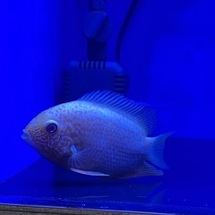 レッドスポットゴールデンセベラム