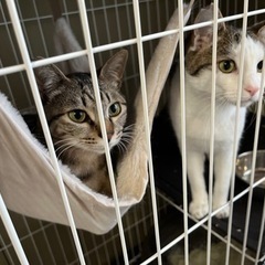 🐈兄弟猫2頭飼い可能な方里親募集中🐈