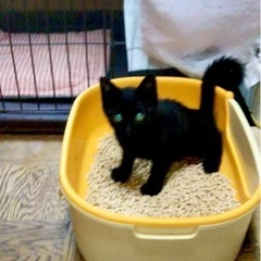 ゴロゴロ猫のクロ君♪キジトラちゃんと仲良しです
