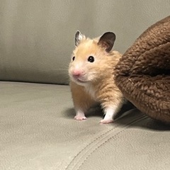 ゴールデンハムスター ♂